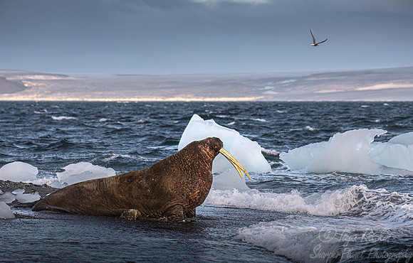209 Walrus (Odobenus rosmarus) - Svalbard