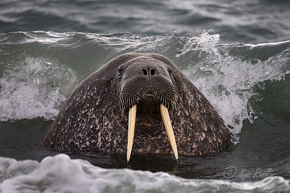 205 Walrus (Odobenus rosmarus) - Svalbard