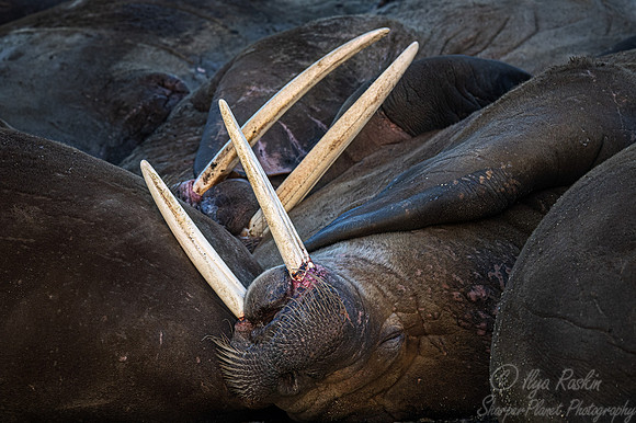 210 Walruses (Odobenus rosmarus) - Svalbard
