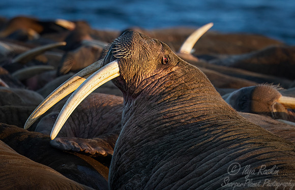 212 Walruses (Odobenus rosmarus) - Svalbard