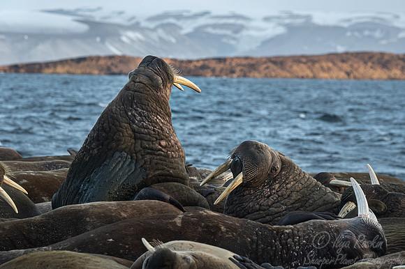 211 Walruses (Odobenus rosmarus) - Svalbard