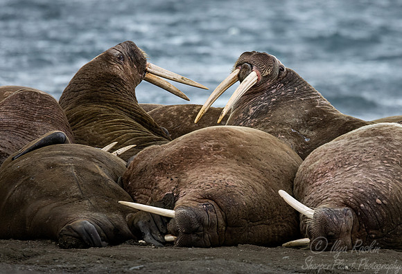 213 Walruses (Odobenus rosmarus) - Svalbard