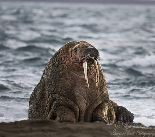 216 Walrus (Odobenus rosmarus) - Svalbard
