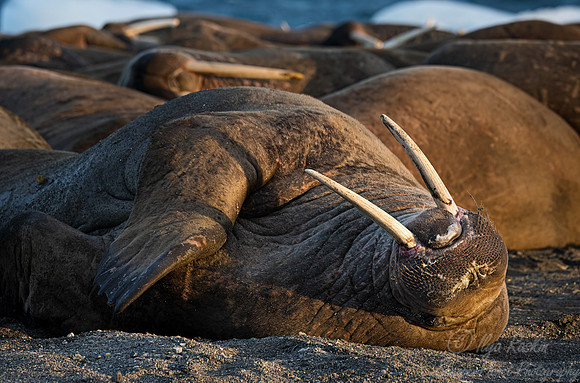 215 Walruses (Odobenus rosmarus) - Svalbard