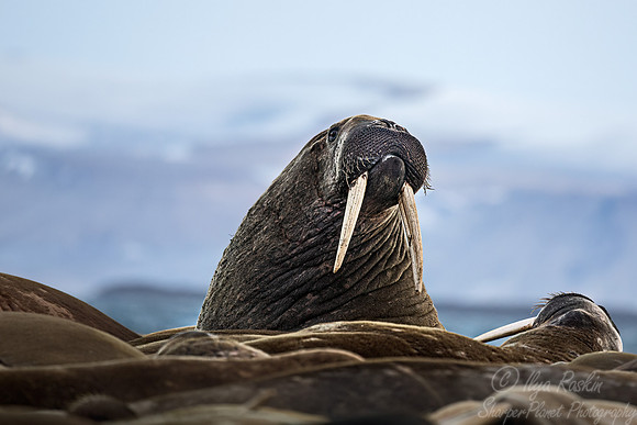 217 Walrus (Odobenus rosmarus) - Svalbard