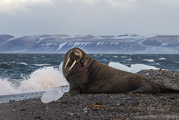 218 Walrus (Odobenus rosmarus) - Svalbard