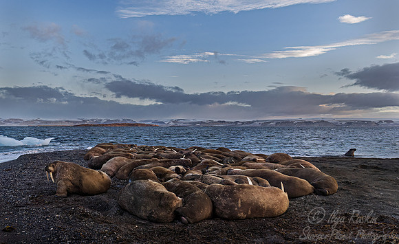 220 Walruses (Odobenus rosmarus) - Svalbard