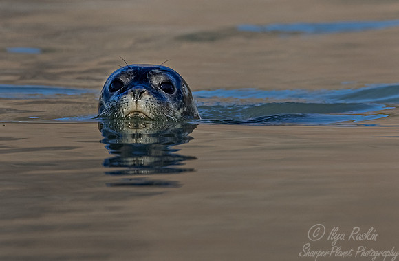 222 Ringed seal (Pusa hispida) - Svalbard