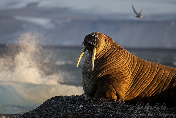 219 Walrus (Odobenus rosmarus) - Svalbard