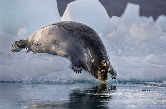 224 Bearded seal (Erignathus barbatus) - Svalbard