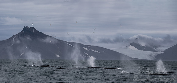 221 Fin whales (Balaenoptera physalus) - Svalbard