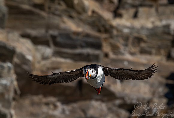 101 Atlantic puffins (Fratercula arctica) - Svalbard
