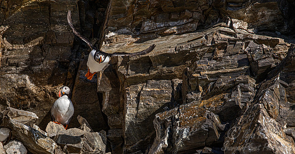 100 Atlantic puffins (Fratercula arctica) - Svalbard