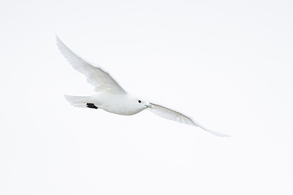 314 Ivory gull (Pagophila eburnea) - Svalbard