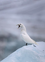 2022 Svalbard Birds