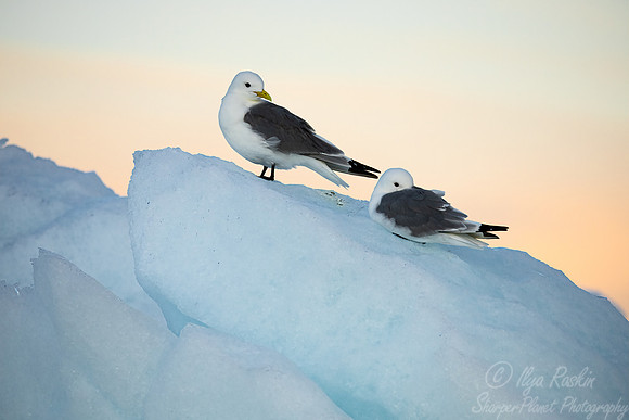 312 Black-legged kittiwake (Rissa tridactyla) - Svalbard