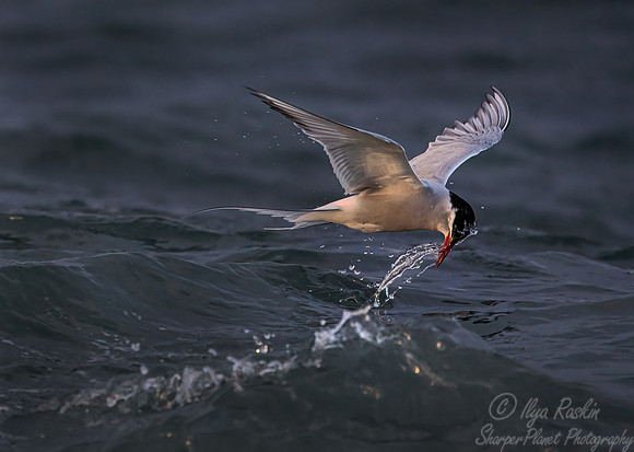 318 Arctic tern (Sterna paradisaea) - Svalbard