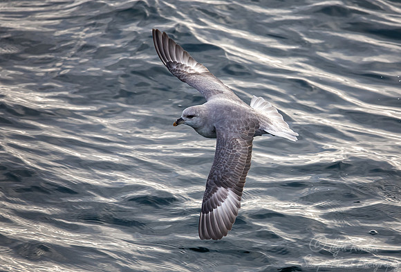 320 Northern fulmar (Fulmarus glacialis) - Svalbard