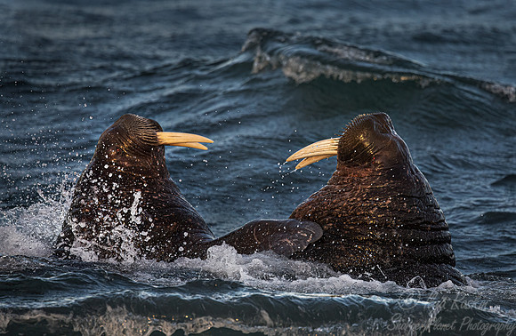 208 Walruses (Odobenus rosmarus) - Svalbard