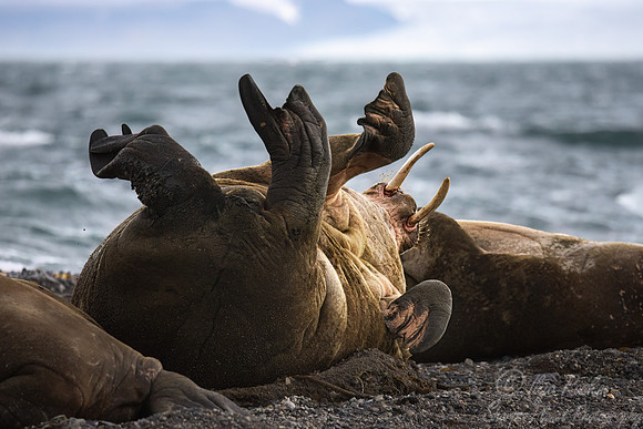 214 Walruses (Odobenus rosmarus) - Svalbard