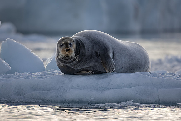 223 Bearded seal (Erignathus barbatus) - Svalbard