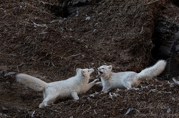 392 Arctic foxes (Vulpes lagopus) - Svalbard