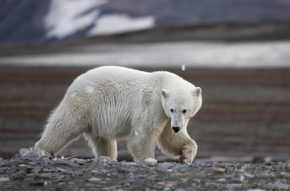 394 Polar bear (Ursus maritimus) - Svalbard