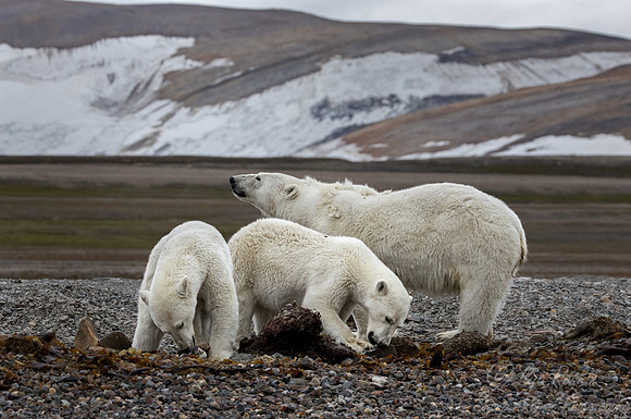 399 Polar bears (Ursus maritimus) - Svalbard