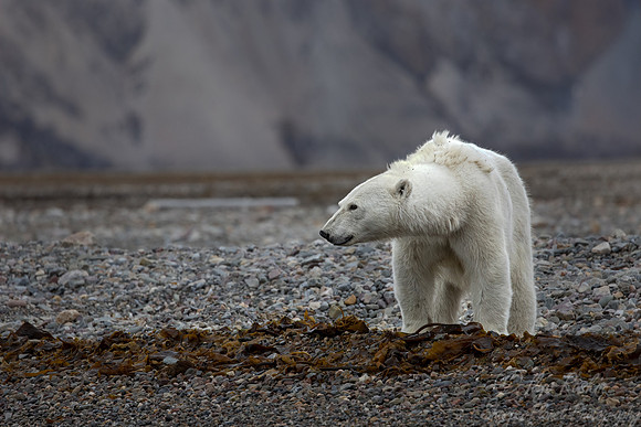 397 Polar bear (Ursus maritimus) - Svalbard