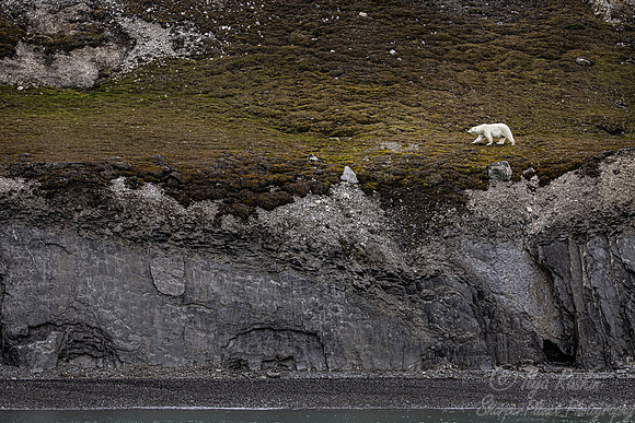396 Polar bear (Ursus maritimus) - Svalbard