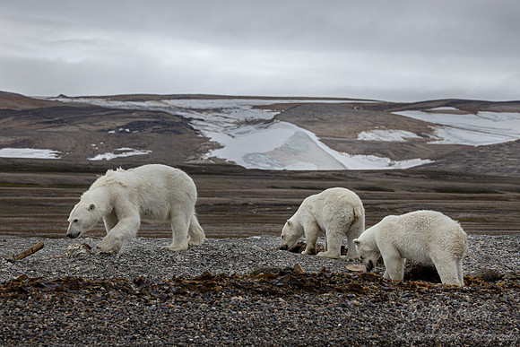 400 Polar bears (Ursus maritimus) - Svalbard