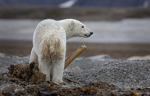 401 Polar bears (Ursus maritimus) - Svalbard