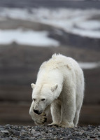 2022 Svalbard Mammals