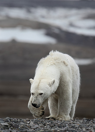 403 Polar bear (Ursus maritimus) - Svalbard