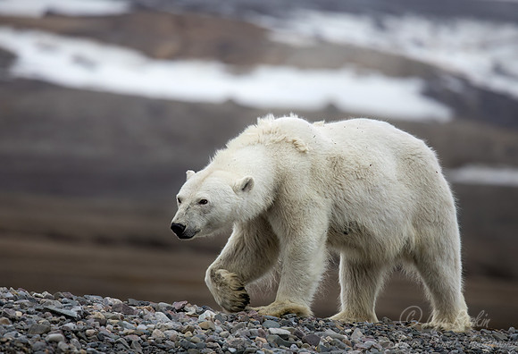 404 Polar bear (Ursus maritimus) - Svalbard