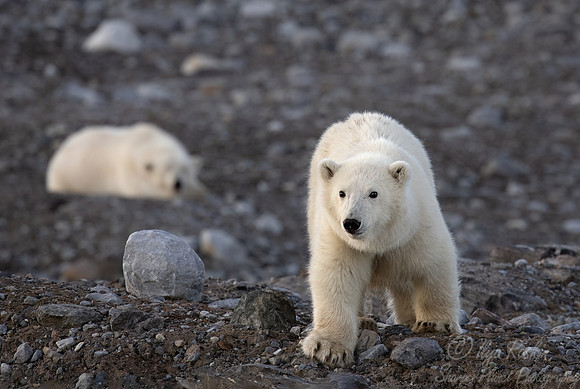 406 Polar bears (Ursus maritimus) - Svalbard
