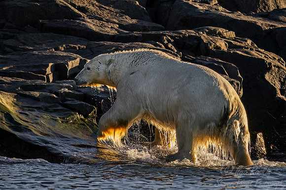 413 Polar bears (Ursus maritimus) - Svalbard
