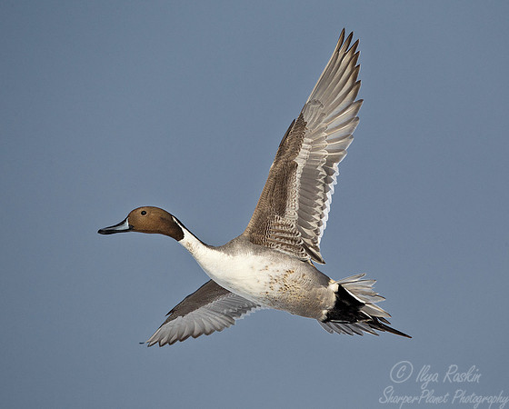 114 Northern Pintails (Anas acuta) Hokkaido Japan
