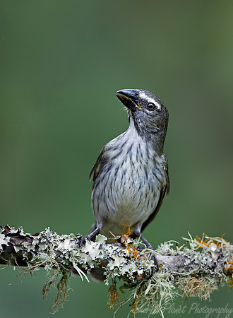 523 Streaked saltator (Saltator striatipectus) - Colombia cloud forest