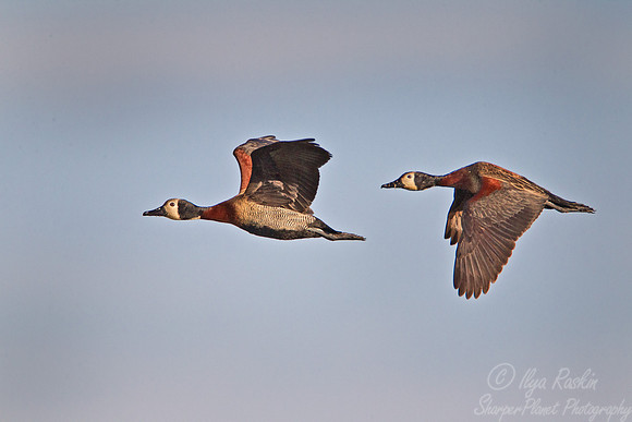 080  White-faced Whistling Ducks (Dendrocygna viduata)  - Ibera Wetlands Argentina