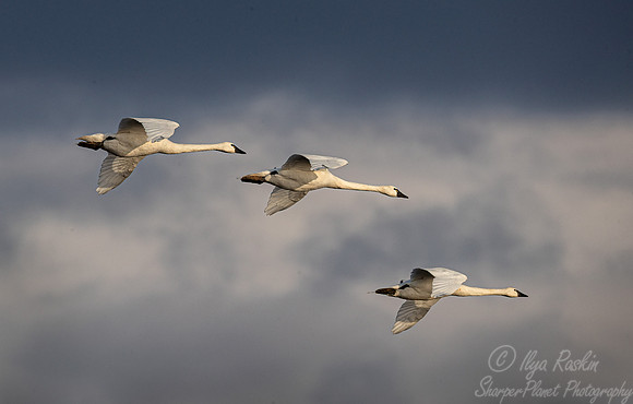 312 Tundra swans (Cygnus columbianus) - PA