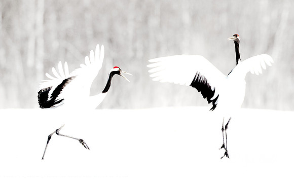 077 Red-crowned Cranes (Grus japonensis) - Hokkaido Japan