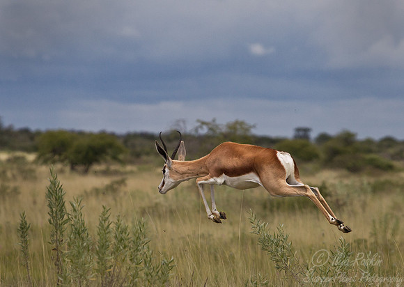 117 Springbok (Antidorcas marsupialis) - Etosha Namibia