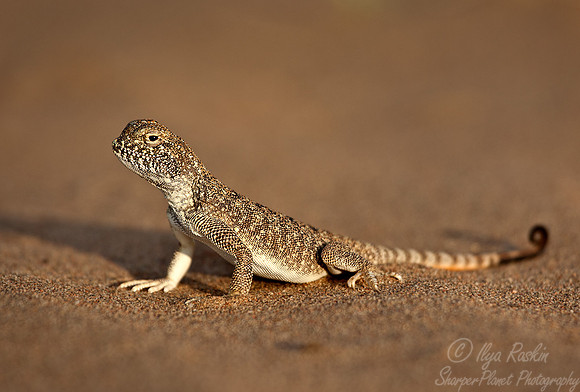043_Toadhead Agama  (Phrynocephalus spp)_Kazakhstan
