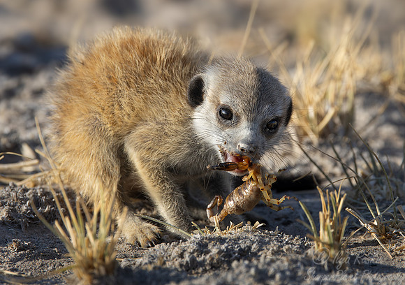 245 Meerkat or suricate cub (Suricata suricatta) - Botswana
