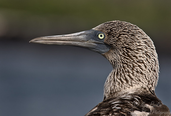 015 Blue-footed Booby - Galapagos