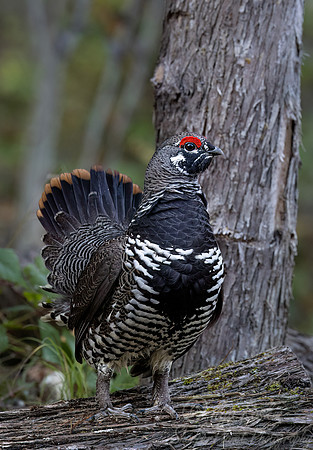 113 Spruce grouse male (Canachites canadensis) - MN