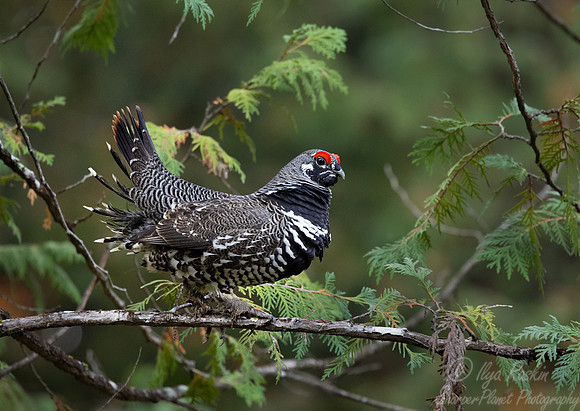 115 Spruce grouse male (Canachites canadensis) - MN