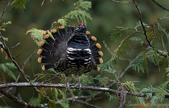 116 Spruce grouse male (Canachites canadensis) - MN