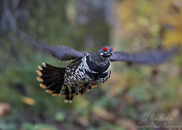 112 Spruce grouse male (Canachites canadensis) - MN
